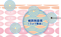 細胞間脂質(ラメラ構造)