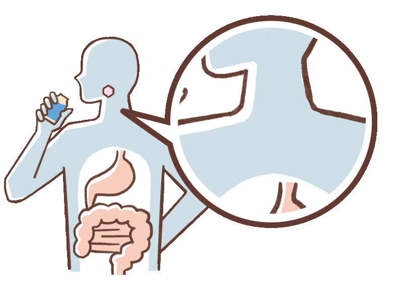 乳酸菌 シロタ株の体内作用イメージアニメ