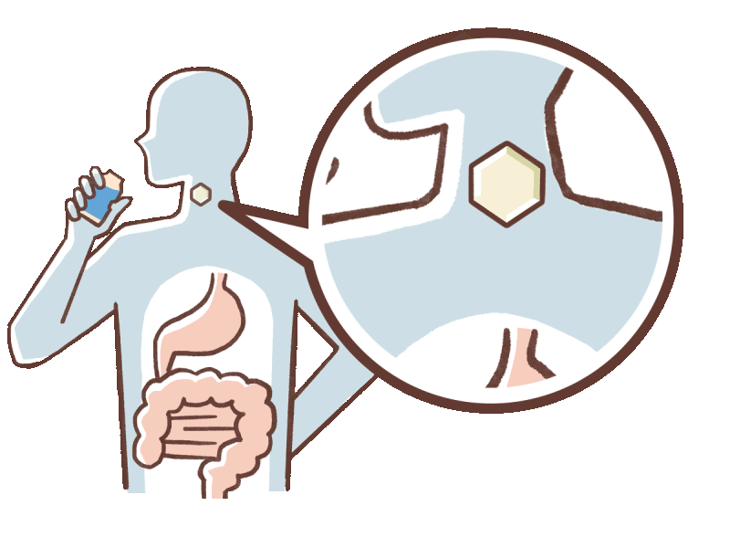 ガラクトオリゴ糖の体内作用イメージアニメ