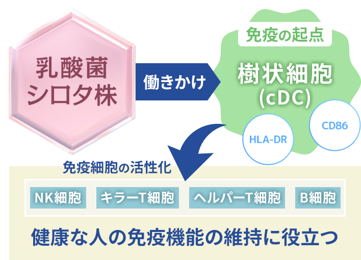 乳酸菌 シロタ株が樹状細胞（cDC）に働きかけるイメージ図