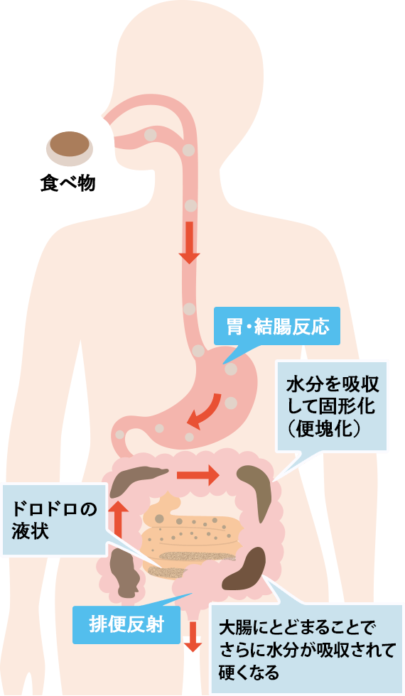 お通じの仕組みイメージ