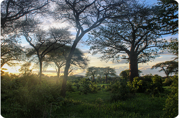 タンザニアのルアハ公園