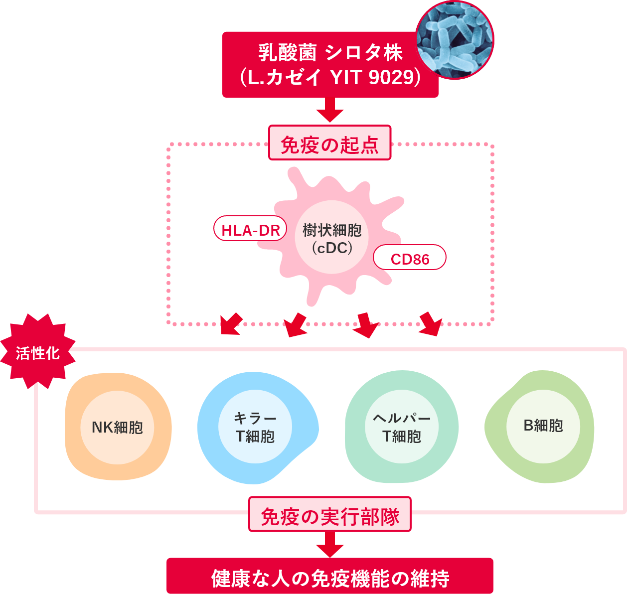 健康な人の免疫機能の維持