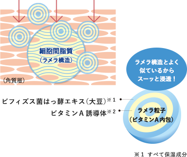 ラメラ構造とよく似ているからスーッと浸透！