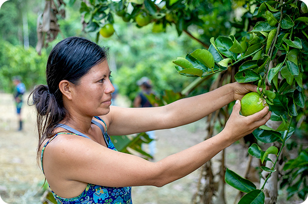 Harvesting oranges in Ecuador