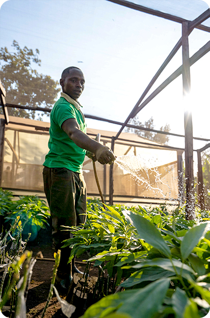 A Tanzanian farmer watering young avocado plants