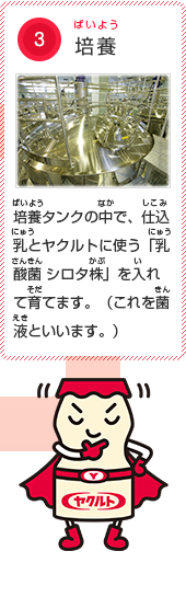 3.培養　培養タンクの中で、仕込乳とヤクルトに使う「乳酸菌 シロタ株」を入れて育てます。（これを菌液といいます。）