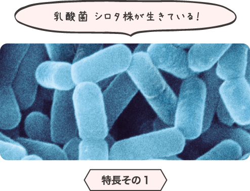 乳酸菌 シロタ株が生きている!