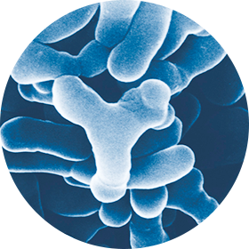 ビフィズス菌 ＢＹ株の顕微鏡写真