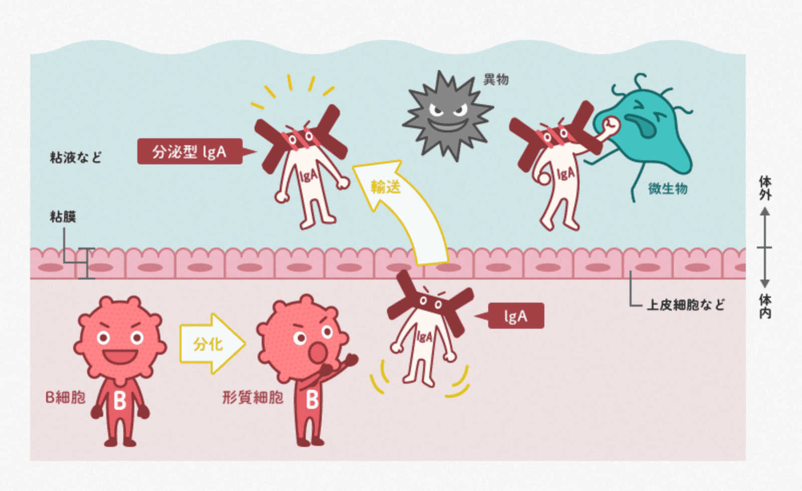 IgA抗体のはたらきのイメージ