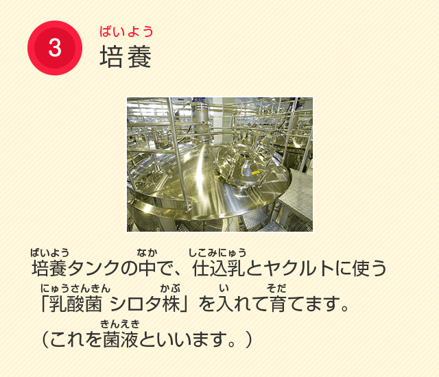 3.培養　培養タンクの中で、仕込乳とヤクルトに使う「乳酸菌 シロタ株」を入れて育てます。（これを菌液といいます。）