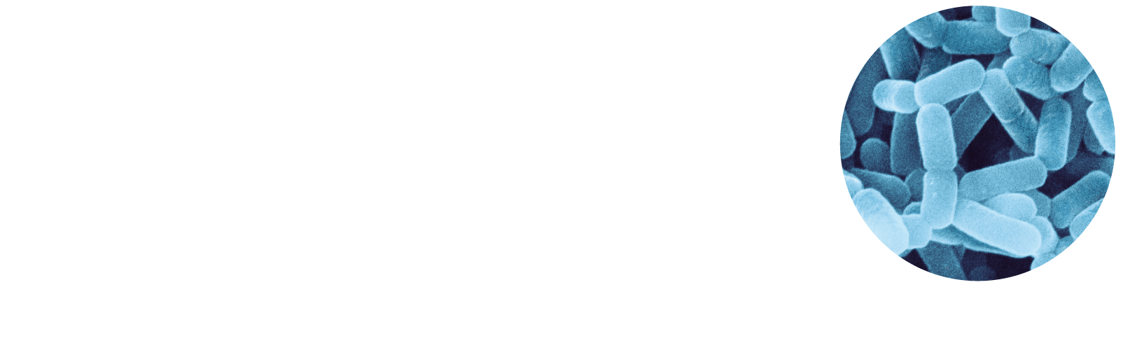 乳酸菌 シロタ株は強化培養された菌