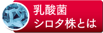 乳酸菌 シロタ株とは