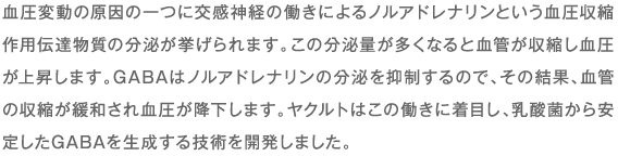 血圧変動の原因の一つに交感神経の働きによるノルアドレナリンという血圧収縮作用伝達物質の分泌が挙げられます。この分泌量が多くなると血管が収縮し血圧が上昇します。GABAはノルアドレナリンの分泌を抑制するので、その結果、血管の収縮が緩和され血圧が降下します。ヤクルトはこの働きに着目し、乳酸菌から安定したGABAを生成する技術を開発しました。