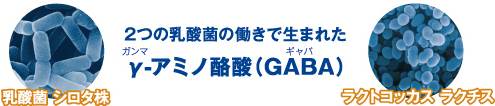 乳酸菌 シロタ株 2つの乳酸菌の働きで生まれたγ-アミノ酪酸（GABA）ガンマ ギャバ ラクトコッカスラクチス