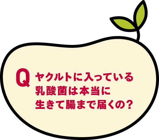 ヤクルトに入っている乳酸菌は本当に生きて腸まで届くの？